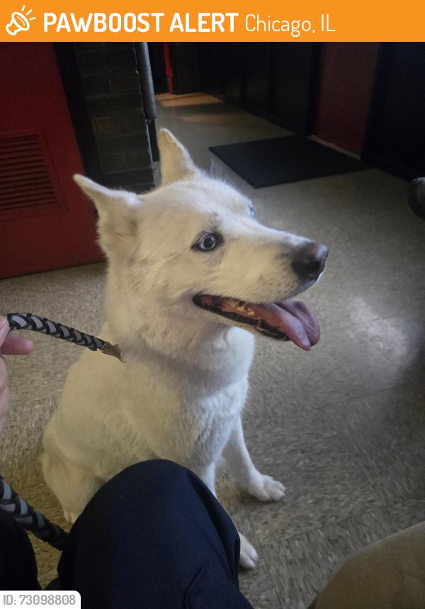 Found/Stray Female Dog last seen W. 69th st./S. Western Ave, Chicago, IL 60643