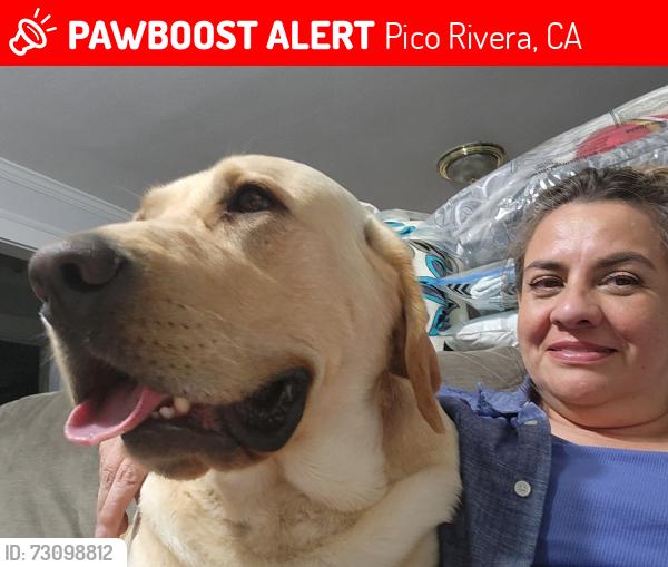 Lost Male Dog last seen Lindsey ave behind Ross store, Pico Rivera, CA 90660
