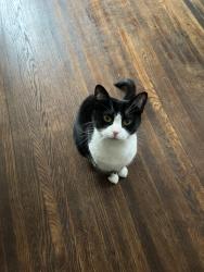 Found/Stray Female Cat last seen Near Crabapple Rd, Franklin IN 46131, Franklin, IN 46131