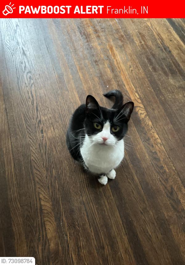 Found/Stray Female Cat last seen Near Crabapple Rd, Franklin IN 46131, Franklin, IN 46131