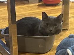 Lost Male Cat last seen 135th ave and Lefferts Blvd, Queens, NY 11420