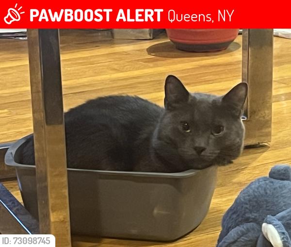 Lost Male Cat last seen 135th ave and Lefferts Blvd, Queens, NY 11420