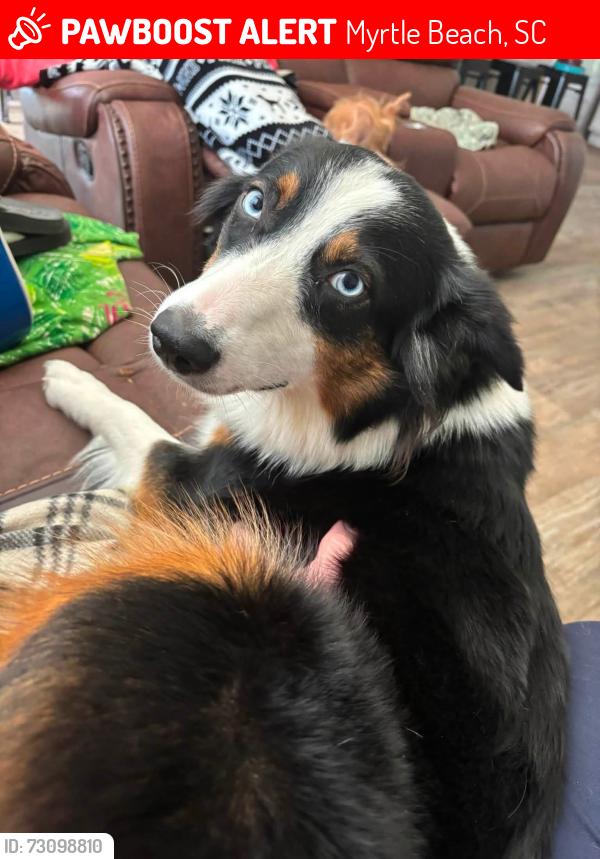 Lost Female Dog last seen Island green, Myrtle Beach, SC 29588