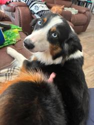 Lost Female Dog last seen Island green, Myrtle Beach, SC 29588