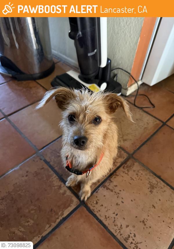 Found/Stray Male Dog last seen Sancroft, Lancaster, CA 93535