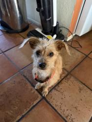 Found/Stray Male Dog last seen Sancroft, Lancaster, CA 93535