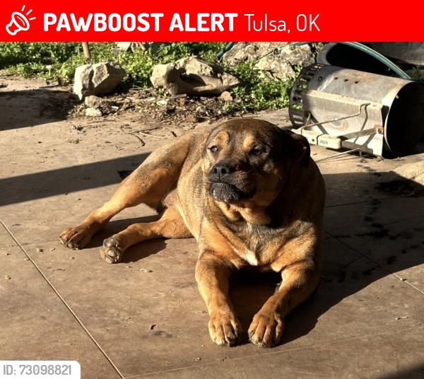 Lost Female Dog last seen 26th & 137th, Tulsa, OK 74134