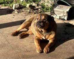 Lost Female Dog last seen 26th & 137th, Tulsa, OK 74134