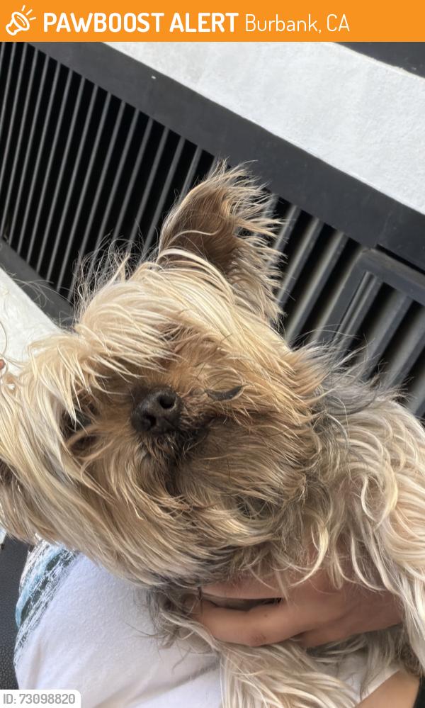 Found/Stray Male Dog last seen Downtown Burbank, Burbank, CA 91502