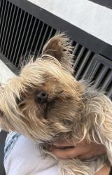 Found/Stray Male Dog last seen Downtown Burbank, Burbank, CA 91502