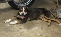 Found/Stray Male Dog last seen Greenoaks and Arkansas, Arlington, TX 76016