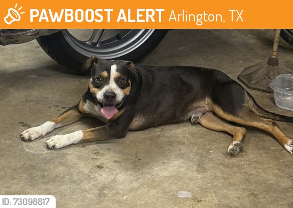 Found/Stray Male Dog last seen Greenoaks and Arkansas, Arlington, TX 76016