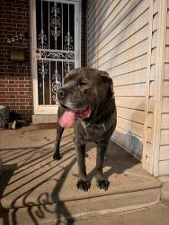 Found/Stray Male Dog last seen Richmond street. Bridesburg area, Philadelphia, PA 18134