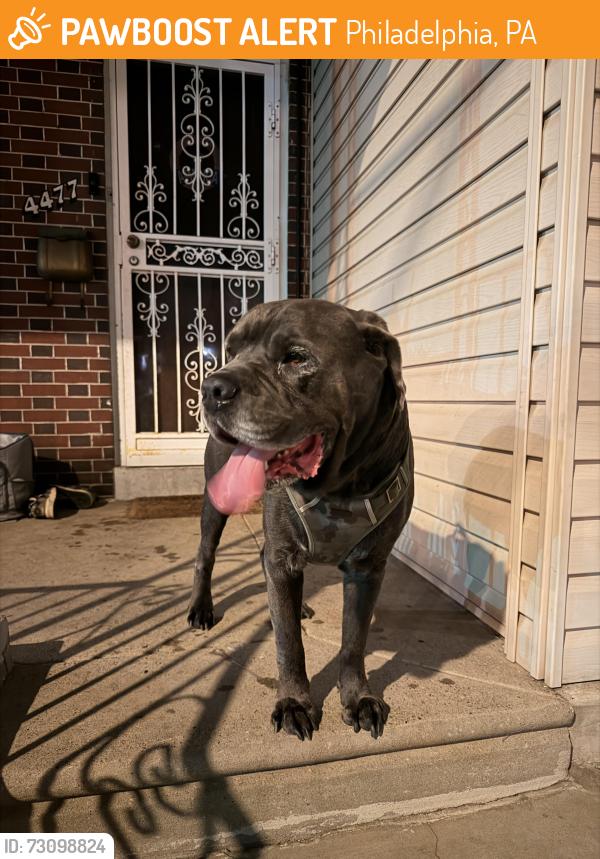 Found/Stray Male Dog last seen Richmond street. Bridesburg area, Philadelphia, PA 18134