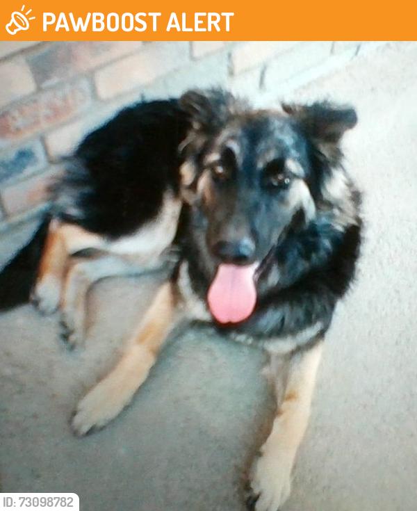 Found/Stray Male Dog last seen 230th Street East AT Palmdale Boulevard, Lake L.A., Los Angeles County, CA 93591