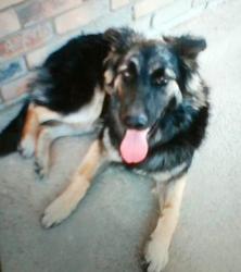 Found/Stray Male Dog last seen 230th Street East AT Palmdale Boulevard, Lake L.A., Los Angeles County, CA 93591