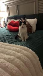 Reunited Male Cat last seen Pepperell Middle School, Lindale, GA 30147