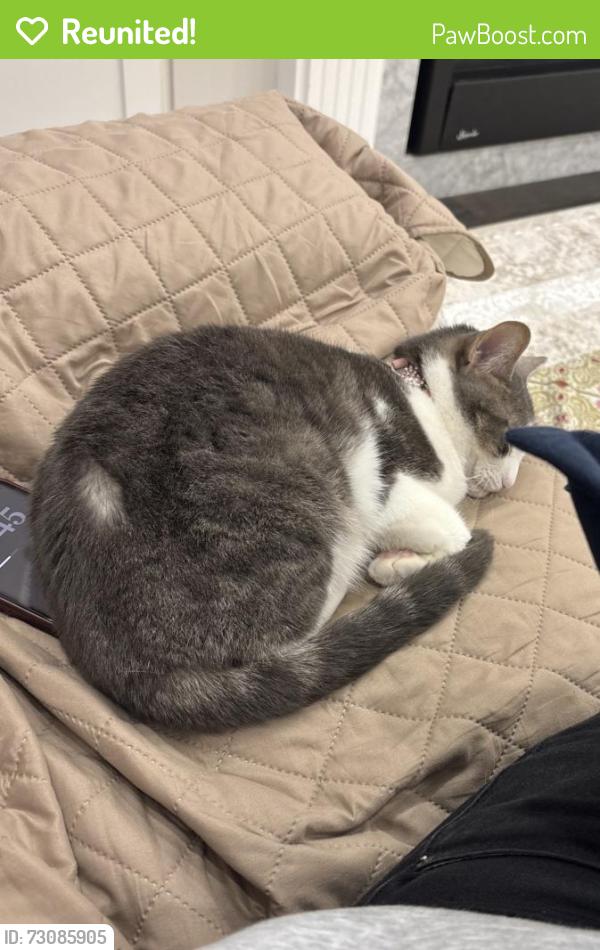 Reunited Female Cat last seen Danby road, tenth line, Halton Hills, ON L7G 0M2