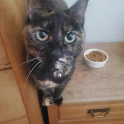 Reunited Female Cat last seen Hart Ave and Clara Vista Ave, Santa Clara, CA 95050