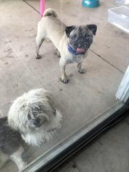 Found/Stray Male Dog last seen 75th ave and Glendale, Glendale, AZ 85303