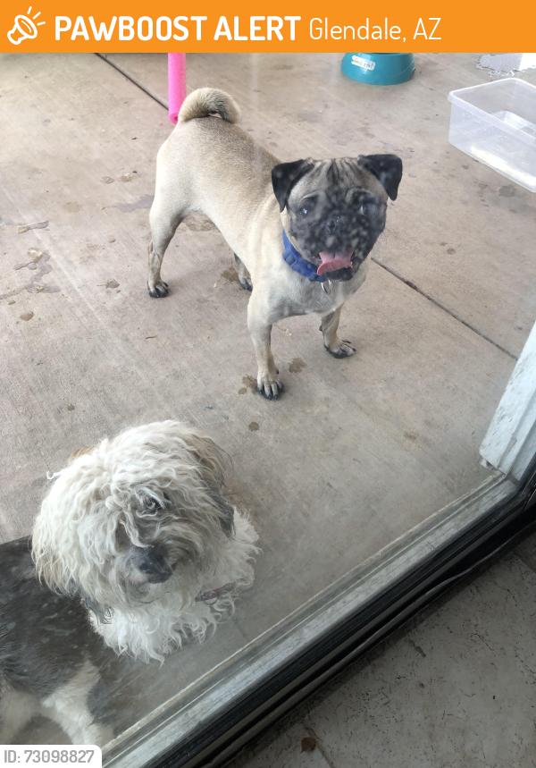 Found/Stray Male Dog last seen 75th ave and Glendale, Glendale, AZ 85303