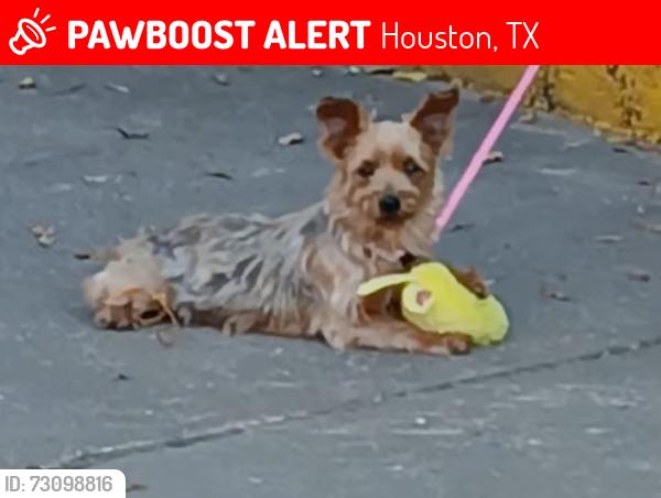 Lost Female Dog last seen Airport, Houston, TX 77061