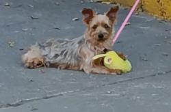Lost Female Dog last seen Airport, Houston, TX 77061