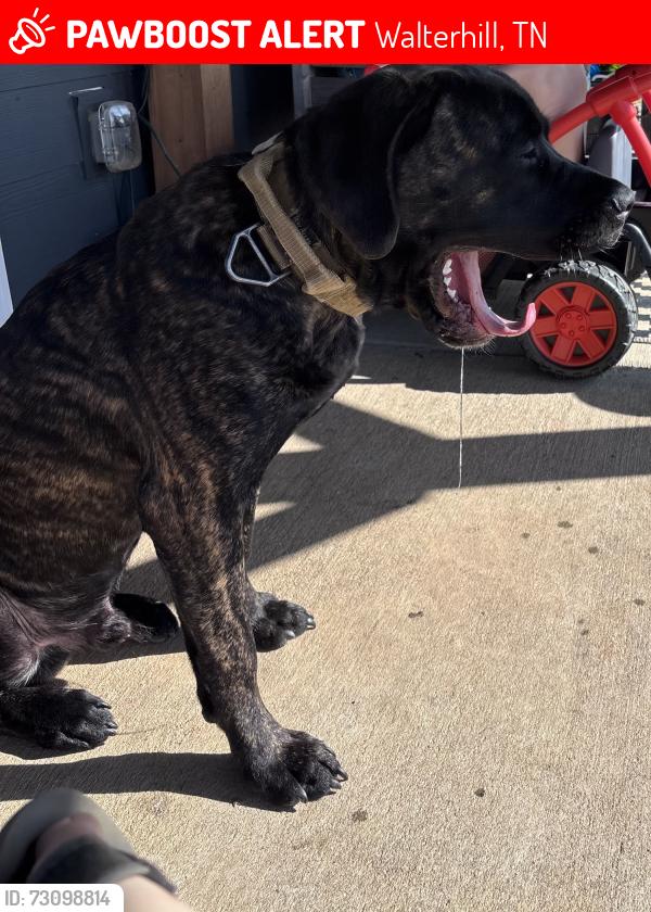 Lost Male Dog last seen Route 231, Walterhill, TN 37129
