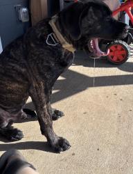 Lost Male Dog last seen Route 231, Walterhill, TN 37129