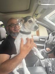 Reunited Male Dog last seen West shore dr and royal crest, Garland, TX 75041