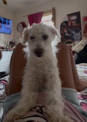 Lost Male Dog last seen Dogoon dr, Louisville, KY 40223