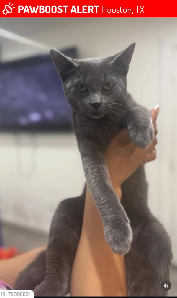 Lost Male Cat last seen Peechstreet , Houston, TX 77016