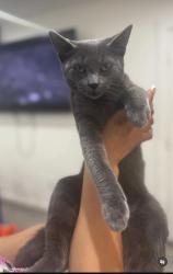 Lost Male Cat last seen Peechstreet , Houston, TX 77016