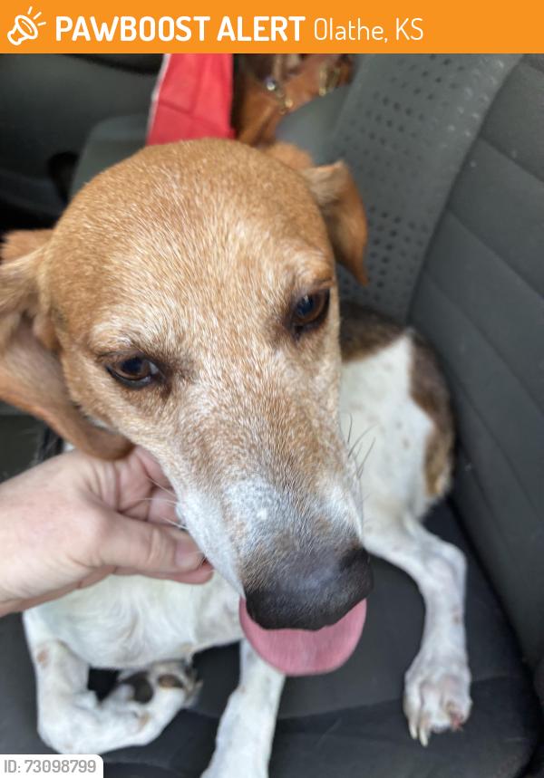 Found/Stray Male Dog last seen South Mur Len Rd and East Sunvale Dr, Olathe, KS 66062