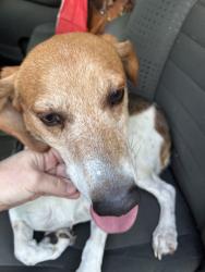Found/Stray Male Dog last seen South Mur Len Rd and East Sunvale Dr, Olathe, KS 66062
