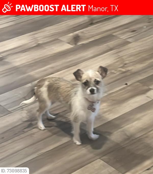 Lost Female Dog last seen Fairbridge Ln and Allard Dr in Sadowglen, Manor, TX 78653