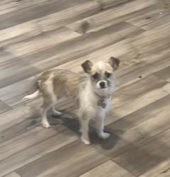 Lost Female Dog last seen Fairbridge Ln and Allard Dr in Sadowglen, Manor, TX 78653
