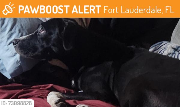 Found/Stray Female Dog last seen SW 10th Street, Fort Lauderdale, FL 33312