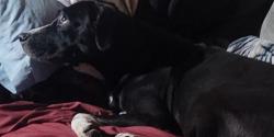 Found/Stray Female Dog last seen SW 10th Street, Fort Lauderdale, FL 33312