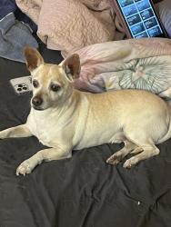 Reunited Male Dog last seen Duck hill springs dr, Whitney, NV 89122
