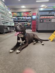 Reunited Male Dog last seen California and Spring Hill, Spring Hill, FL 34609