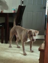 Reunited Male Dog last seen Boone St and Coulter St, Bryan, TX 77803