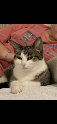 Lost Female Cat last seen Lawrence Rd, Fairhope, AL 36532