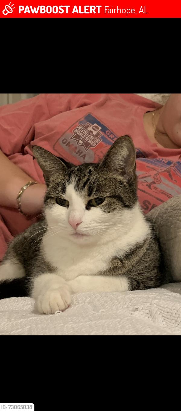 Lost Female Cat last seen Lawrence Rd, Fairhope, AL 36532