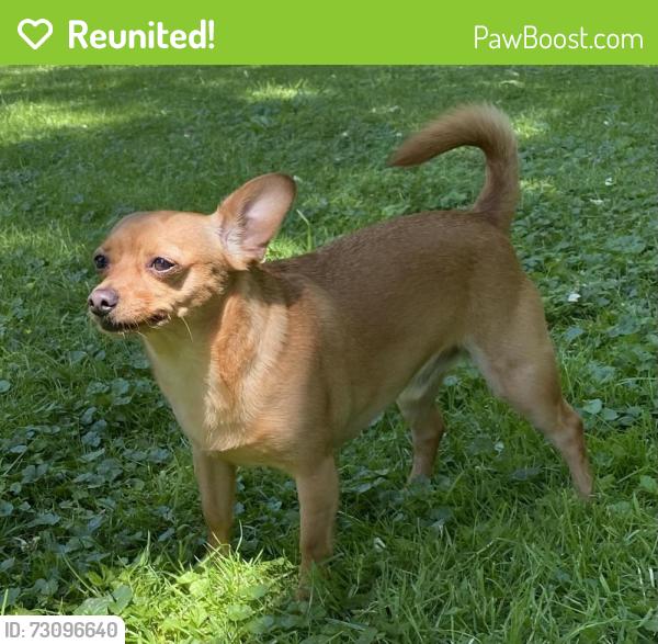 Reunited Male Dog last seen Intersection of Maple Ave and Taft St, Irvington, NJ 07111