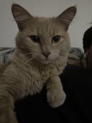 Lost Male Cat last seen templeby dr ne in the alley ways, Calgary, AB 