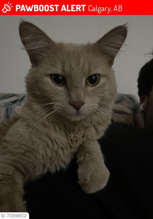 Lost Male Cat last seen templeby dr ne in the alley ways, Calgary, AB 