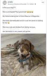 Found/Stray Female Dog last seen Near & 99 katy texas, Fulshear, TX 77441