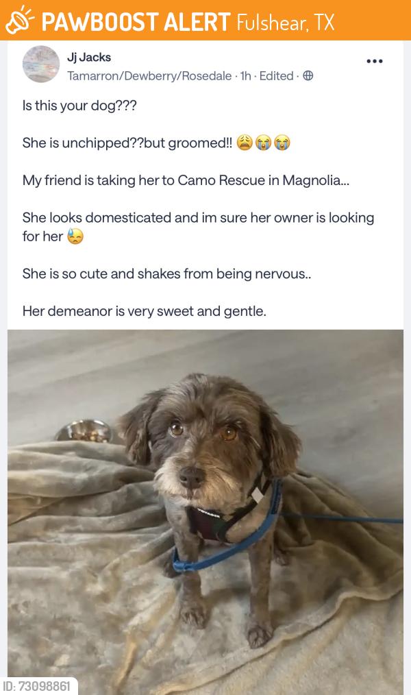 Found/Stray Female Dog last seen Near & 99 katy texas, Fulshear, TX 77441