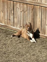 Lost Male Dog last seen Teaberry Dr, Columbia, SC 29229